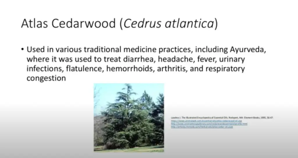atlas cedarwood - essential oils for meditation
